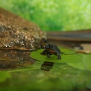 Surfing a leaf. :)