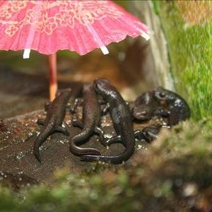 Gatherings always under the umbrellas.