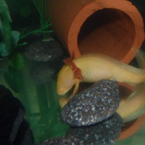 An action shot of the pounce onto some long dead bloodworms!