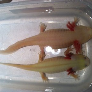 Pinky and jello mantrone.

Newest members of the family