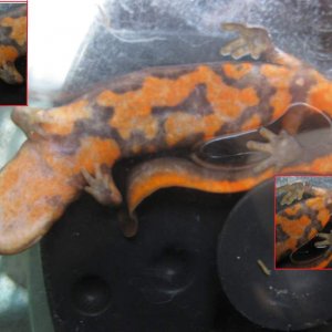 Pachytriton