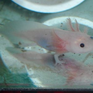 Leucistic Melanoid
6-1-13
