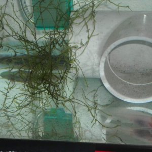 Baby Axolotl Tank
6-1-13