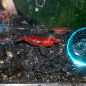 Please don't feed me to your Axolotls!