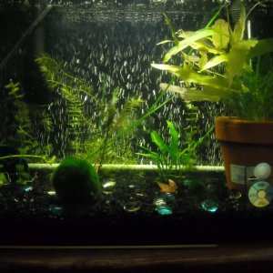Shrimp Tank