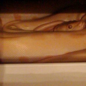 My baby male green albino Burmese