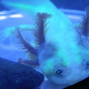 You down with GFP? ... Yeah you know me!