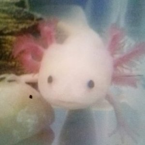 CAM00172