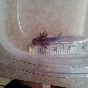 Mudkip at 4 inches