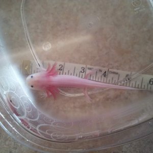 Espeon at 6 inches