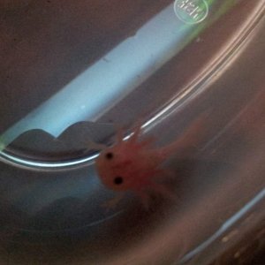 Espeon at 2 inches