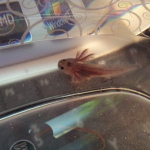 Mudkip at 1 inch