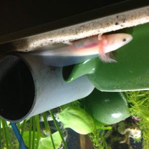 little leucistic is missing all the toes on one hand