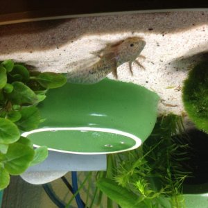 One gill is a lot longer than the others which I think is so sweet
