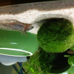 Just for future comparison, al though the wild type seems to like the feel of the moss on his face