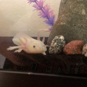 Mixi, just hanging out by her favorite rock.