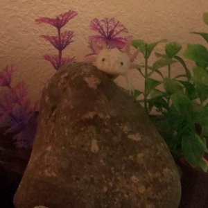 Being the cutest creeper around!