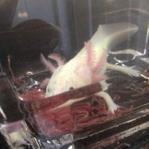 Her first taste of blood worms, since we got her, at least. Yum!