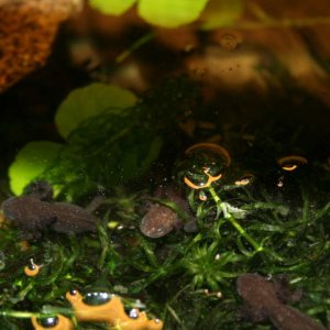 Babies hanging out in a plant just before losing the gills