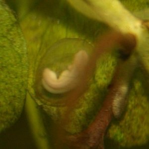 So neat to see them growing in the egg.