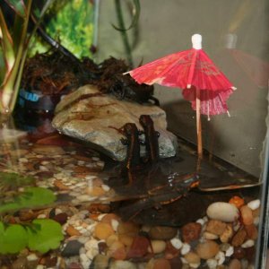 The umbrellas are cheap, cute and they seem to love them. They don't want to ramp out if there isn't one, and they barely block the lighting to the mo