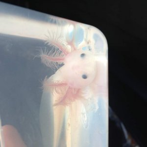 My new leucistic baby :)