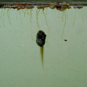 Pseudacris regilla