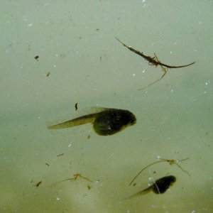 Pseudacris regilla
