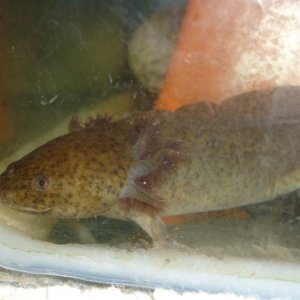 My wild type juvie, brought as a slow grower who needed some TLC, very slow to re-grow limbs, she now has all 4 !  but over-all-growth still seems goo