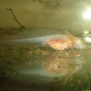 Leucistic hatchling 4-5 weeks old