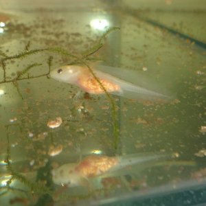 Leucistic hatchling 4-5 weeks old