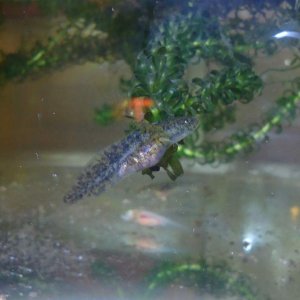 Wild type hatchling 4-5 weeks old