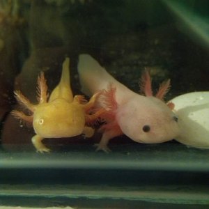 When they were little babies, a couple weeks after I got them :D