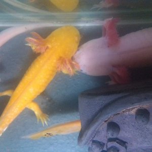 A few weeks ago when they were in with my flatmates axy while my tank was out of action. Slight size difference but they hate being seperated. They ha