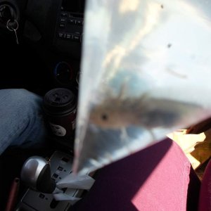 Axolotl Nero
Say hello to Nero! I took a picture of this little guy in his bag on the way home from the seller's house (he looks bigger than he is) an