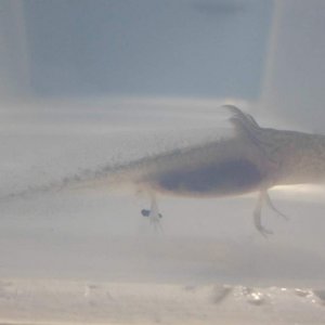 Axolotl Nero
I got Nero home safe and sound! I got them used to the temperature and then plopped them into their plastic tubs (they should only be in 