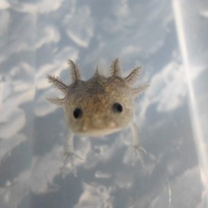 Axolotl Nero
Nero says hello!