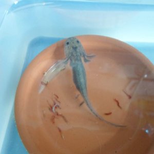 Axolotl Nero
He's so little!