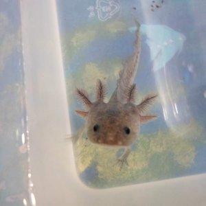 Axolotl Nero