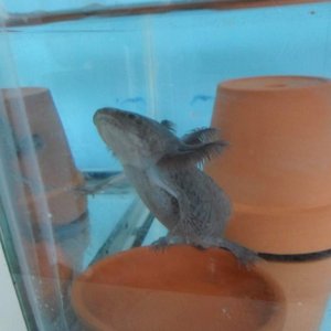 Axolotl Nero
I moved Nero and his brother Nell into my 10 gallon tank together so they could get used to eat other before they go into my 33 gallon in