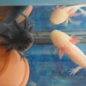 Axolotl Nero
Nero and Nell stopped freaking each other out long enough for my Mum to take this picture of them. It was very cute when they bumped into