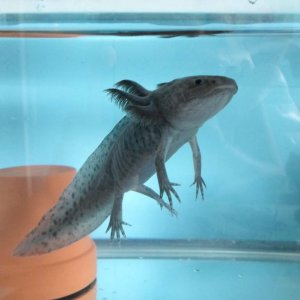 Axolotl Nero
He's getting so big! Nero is around 5 inches long now and still adorable.
