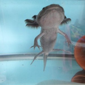 Axolotl Nero