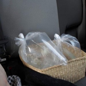 Axolotl Nell
Little baby Nell is in one of those two bags and on her way to her new home. $10 for a cutie like her doesn't seem real!