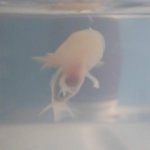 Axolotl Nell
Nell, as you can see, is missig her hand! But have no fear, as she is very little, it will grow back very quickly. So cute.