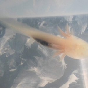 Axolotl Nell
My family thinks it's weird/gross that you can see her organs through her skin but I think it's kind of interesting. Maybe I'm weird???
