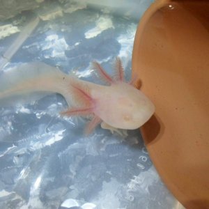 Axolotl Nell