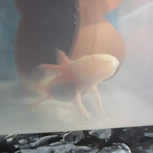 Axolotl Nell