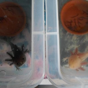 Axolotl Nell
Nell and Nero came to the surface of the tank to say hello (actually they think I have more food for them).