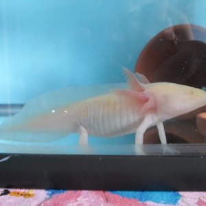 Axolotl Nell